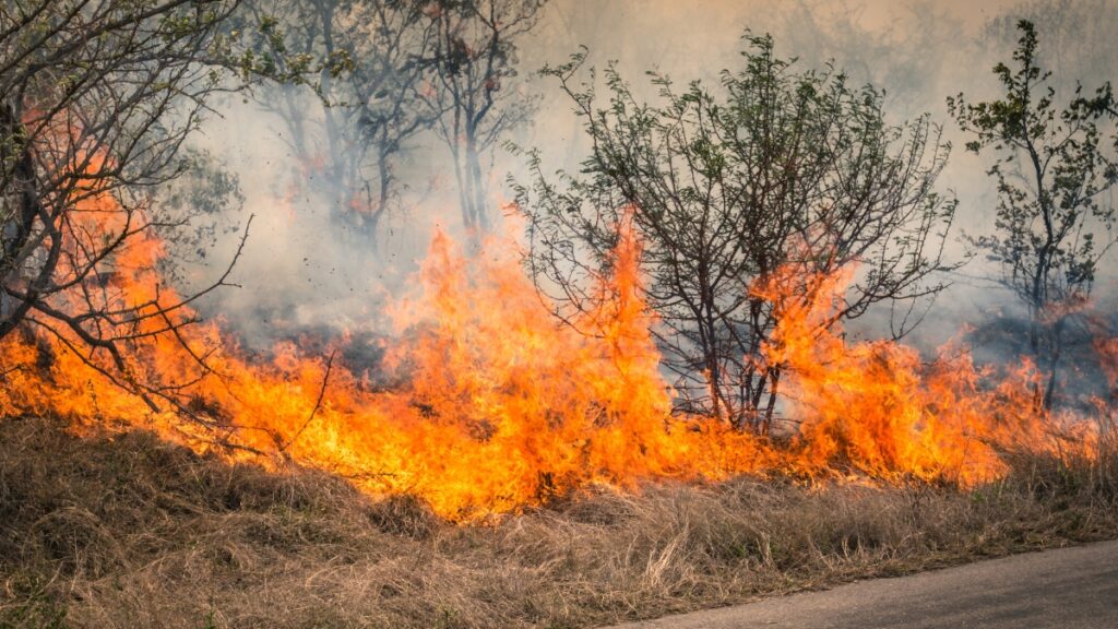 Optus outage prompts South Australians to be prepared during bushfire season